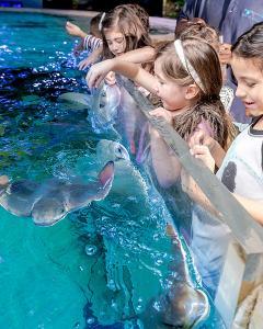Austin Aquarium Feed Stingrays