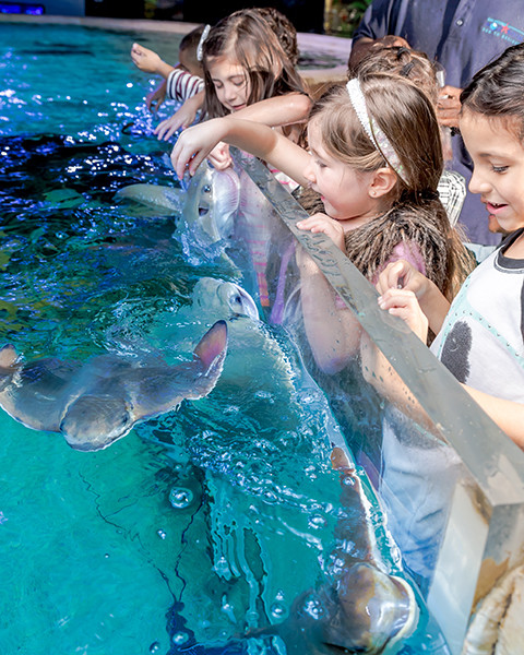 Top 10 Southern Aquariums