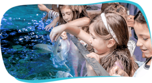 Top Ten Fun Things to do Austin Aquarium Texas Fee Touch Sharks Stingrays
