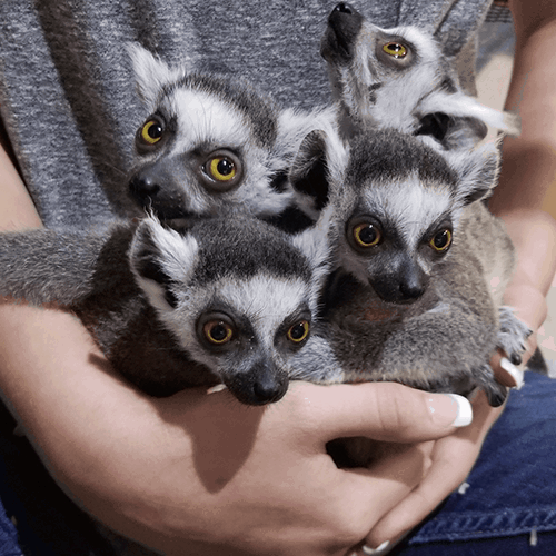 Best things to do in Austin Texas Lemur Encounter Austin Aquarium