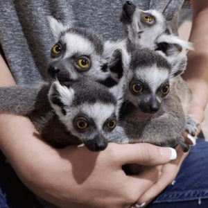 Lemur Encounter Austin Aquarium Best Things To Do